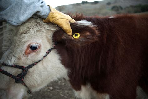 Ear Tagging Proposal May Mean Fewer Branded Cattle The New York Times