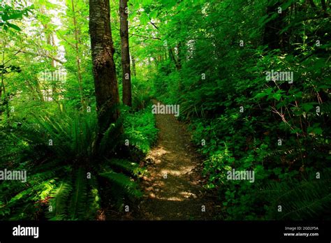 A Exterior Picture Of An Pacific Northwest Forest Trail Stock Photo Alamy