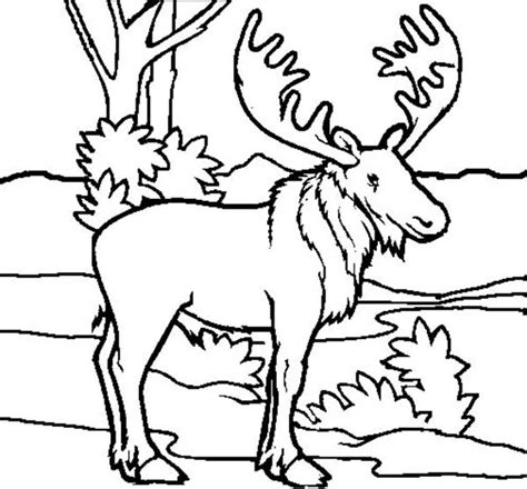 This set of the letter p coloring pages will ensure that your kid learns everything about the alphabet. Download Moose coloring for free - Designlooter 2020 👨‍🎨
