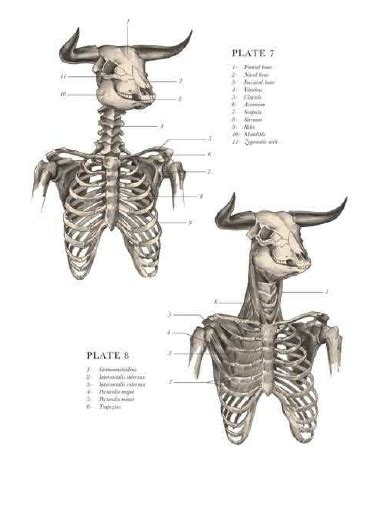 Minotaur Anatomy Metamorphosis Art Magical Creatures Mythology