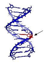 DNS szó jelentése a WikiSzótár hu szótárban