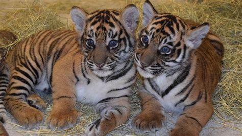 Updates On Sumatran Tiger Cubs And Conservation Efforts