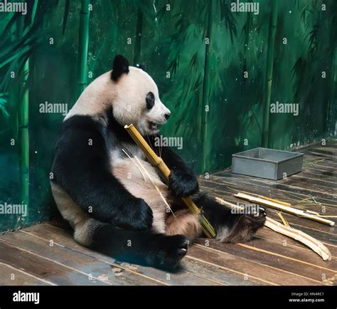Oso Panda Comiendo Bambú Gigante Fotografía De Stock Alamy