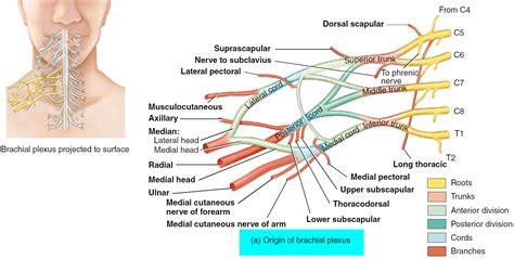 Brachial Plexus Diagram What Is A Nerve Plexus With Pictures Brachial