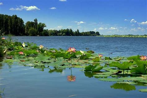 Significa purezza spirituale e purezza. fiori di loto a Mantova | NAVI ANDES crociere fluviali