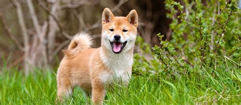 Places moscow, russia restaurantasian restaurantjapanese restaurantsushi restaurant shiba restaurant. Shiba Inu Colors - NorCal Shiba
