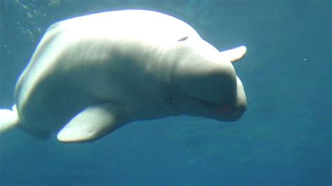 Hd Cute Beluga Whales Swimming Close Up At Geogria