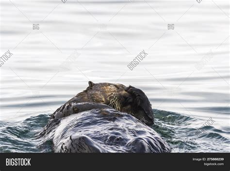 Sea Otter Enhydra Image And Photo Free Trial Bigstock
