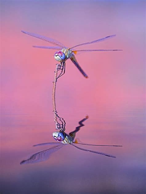 Dragon´s Dreams By Antonio Diaz Blue Violet Pink Purple Insects