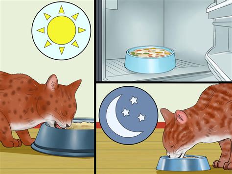 How To Cook For Cats With Pictures Wikihow