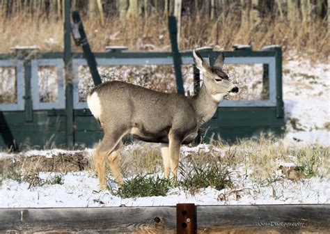 Mule Deer By Claytons Girl 4 Ever On Deviantart