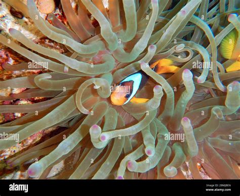 Nemo Fish Sea Anemone Anemone Fish Amphiprioninae Clownfish Stock