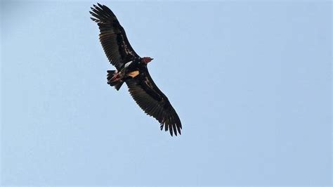 Authorities To Control Use Of Cattle Drug To Protect Vulture Population