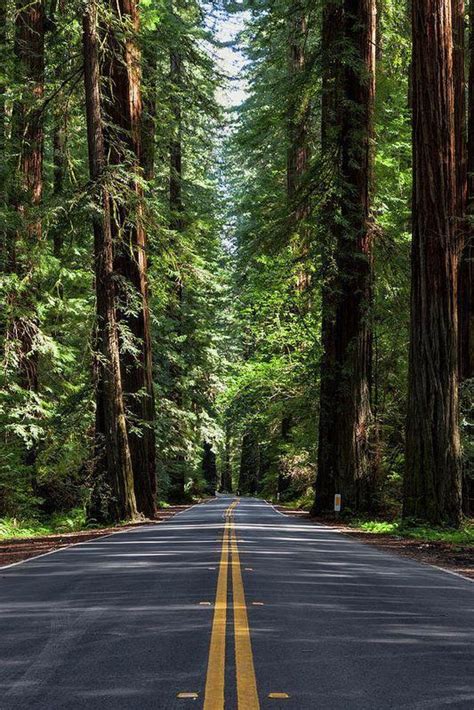 Avenue Of The Giants Art Print By Rick Pisio In 2020 Nature Pictures