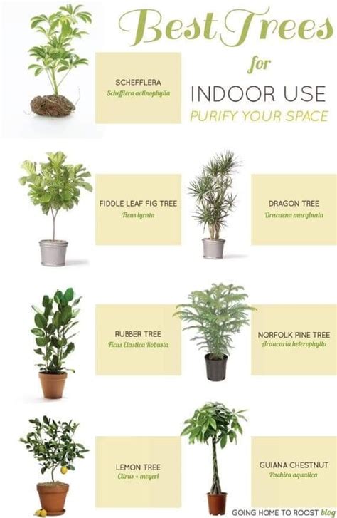 10 Types Of Indoor Plants That Are Useful Youth Village Kenya