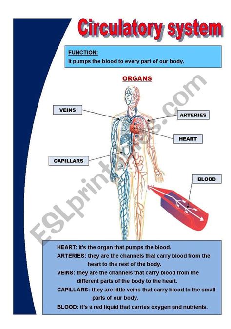 The Circulator System Is Shown In This Diagram