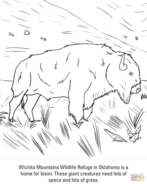 Bison Coloring Page Free Printable Coloring Pages