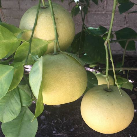 Grapefruit Trees Making Good Choices For The Home Garden