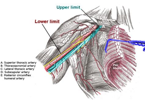 Anatomy Shoulder And Upper Limb Axillary Artery Article Statpearls