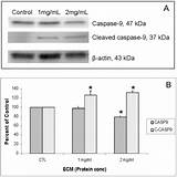 Photos of How To Use Loading Control In Western Blot