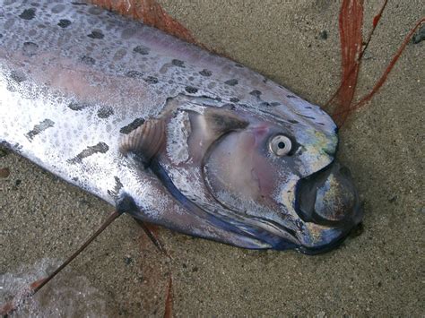 5 Fakta Ikan Raksasa Oarfish Penanda Gempa Dan Tsunami