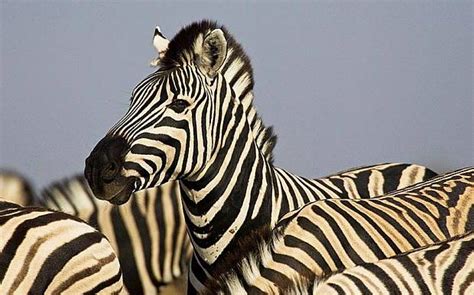 Zebras' stripes 'do not protect them from predators' - Telegraph