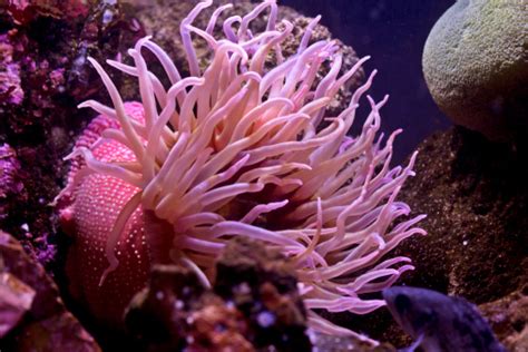 Pink Sea Anemone Stock Photo Download Image Now Istock