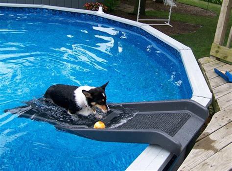 Shipping 10/10 · prices 10/10 · free and fast shipping Dog Backyard Pool Slide | Backyard Design Ideas | Dog pool, Dog backyard, Dog pool ramp