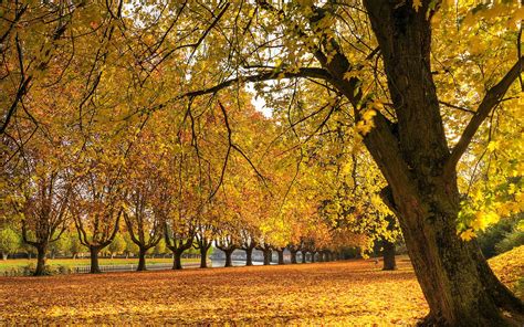 Free Download Golden Autumn Wallpaper Autumn Nature