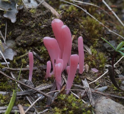 The Coral Fungus Clavaria Rosea And The Importance Of Conservation