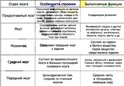 Отделы мозга и их функции 8 класс