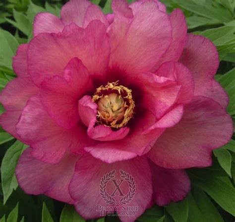 Peony Hillary Itoh Hybrid At Peony Nursery