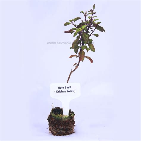 Holy Basil Plant Krishna Tulsi Plant Online Plants Nursery Plants