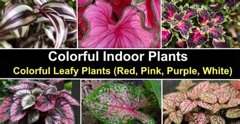 Plant With Pink Flowers And Green Leaves 25 Best Shade Perennials