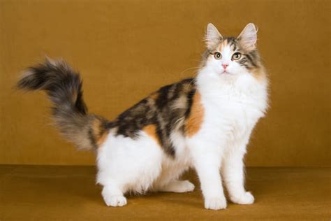 5 Things You Didnt Know About The Norwegian Forest Cat