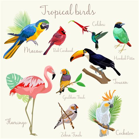Premium Vector Bright Color Exotic Tropical Birds Set Isolated