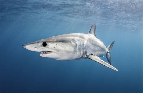 Mako Shark Protections Supported By Many Countries Opposed By The Us