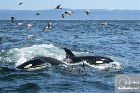Transient Killer Whales Orcinus Orca Stock Photo