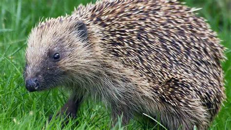 Hedgehogs are small mammals with a unique morphology (sharp spines on the back). Hedgehogs. What do hedgehogs eat. How long do they live