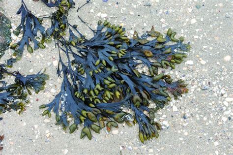 Seaweed And Other Marine Derived Products In Skin Care Part Ii