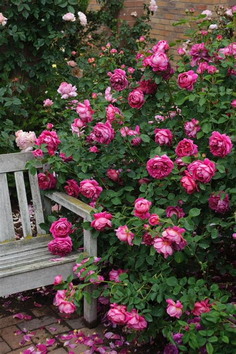40 Mind Blowingly Beautiful English Roses Rose Garden Design