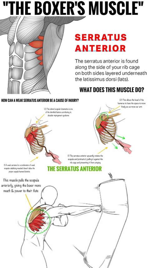 Three Ways To Target The Serratus Anterior And Strengthen It For A