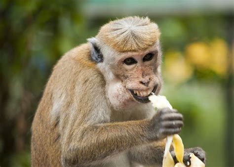 ¿primates Monos O Simios Manual Para No Confundirse Rpp Noticias