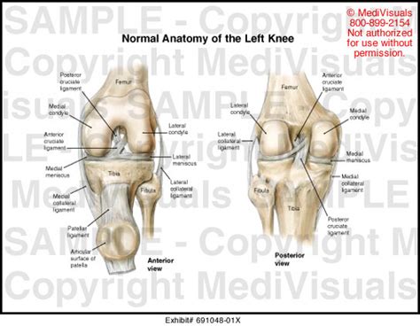 Normal Anatomy Of The Left Knee Medical Exhibit
