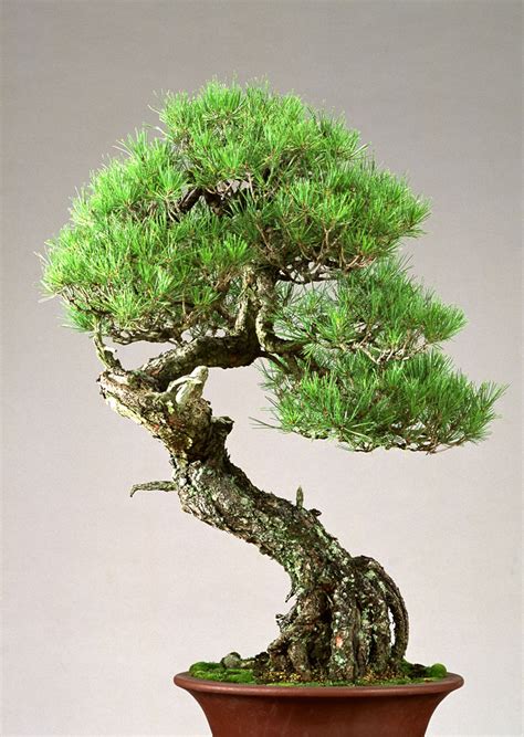 In addition to the monasteries, the bonsai in japan also began to spread among the aristocracy, owning a bonsai to be exhibited was in fact a source of great prestige. Bonsai — Encyclopedia of Japan