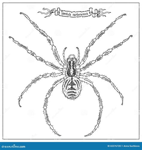 Detailed Vector Spider Tarantula Stock Vector Illustration Of