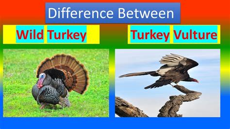 Difference Between Wild Turkey And Turkey Vulture Youtube