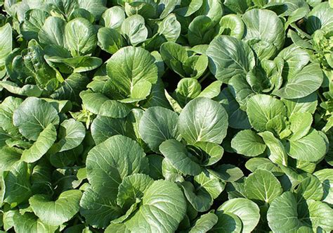 Differences Between Bok Choy And Napa Cabbage Difference Between