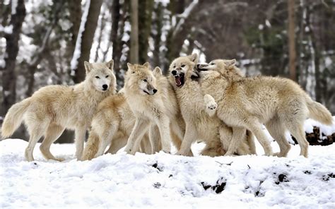 Wolf Hybridization With Dogs And Other Canis