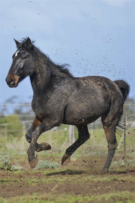 13 Fastest Horse Breeds In The World 2023